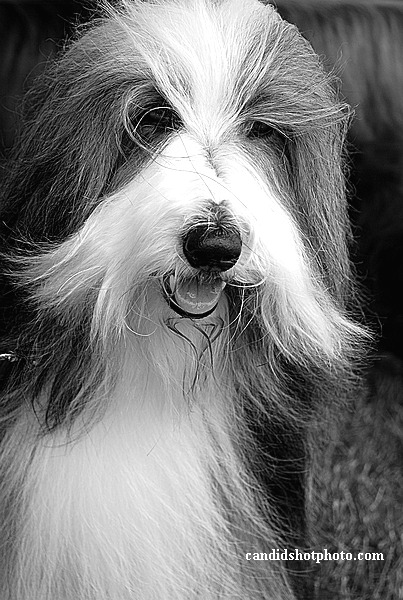 Dog photos in Black and White.